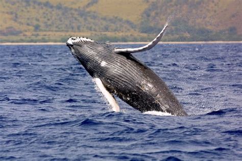 Simbología De La Ballena Significado Espitirual Totem