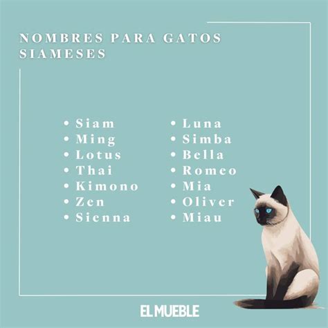 Nombres Para Gatos Bonitos Y Originales