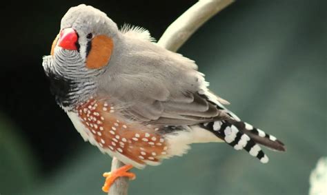 Zebra Finch Lifespan Food Care Guide Cute Parrots