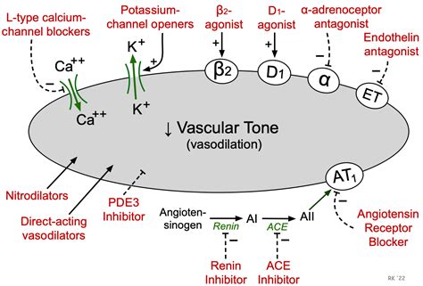 CV Pharmacology | Vasodilator Drugs