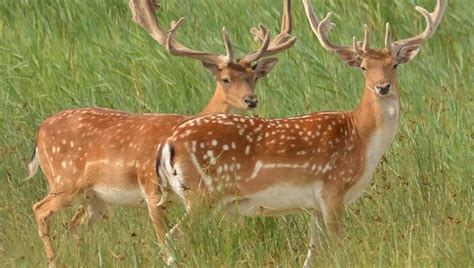 Pineta Di Classe Mille Bambi Da Abbattere Ambientalisti In Trincea