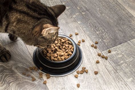 Les Aliments Absolument Viter Pour Votre Chat Hyperconnectes Fr