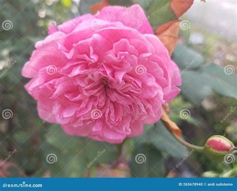 Rosa Gertrude Jekyll stock photo. Image of pink, flower - 265678940