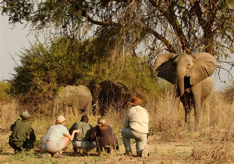 Safari walking tours: the ultimate bush adventure