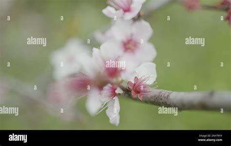 Gros Plan Sur Les Cerisiers En Fleurs Qui Flottent Dans Une Douce Brise