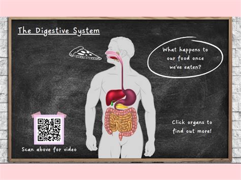 Digestive System Ks2 Teaching Resources