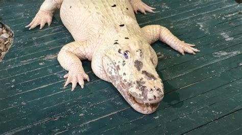 Mystic Florida Wildlife Park Announces Name Of Its Rare White Baby