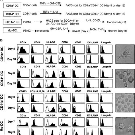 Generation Isolation And Characterization Of Different Dc Subsets