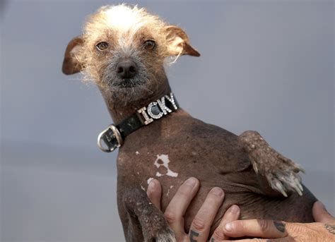 Shih Tzu In The World Ugliest Dog