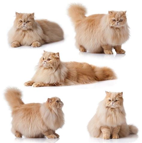 Long Hair Cat Breeds These Popular Breeds Are In The Spotlight