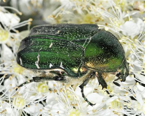 Бронзовка золотистая (Cetonia aurata) - Picture Insect