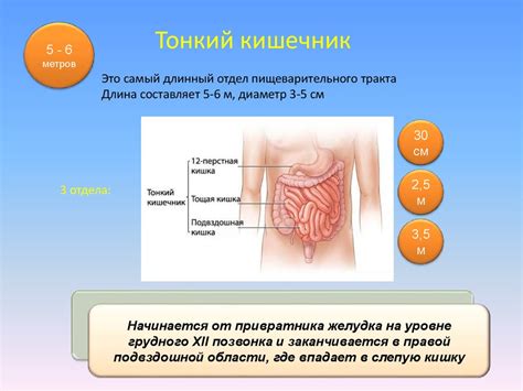 Пищеварительная система - презентация онлайн