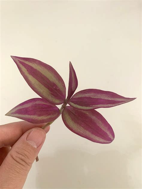 Live Tradescantia Zebrina Burgundy Variegata Cutting Vining Unrooted