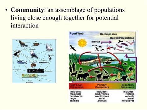 Ppt Community Ecology Powerpoint Presentation Free Download Id 2052551 223