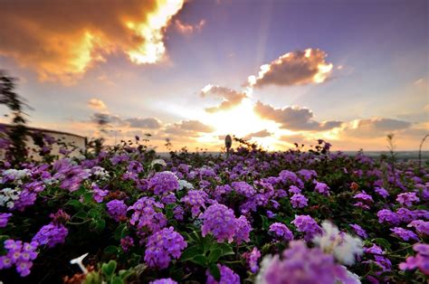 Sunset Flowers By Amira A Flowers Photography Beautiful Backgrounds