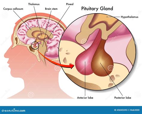 Pituitary Gland Hormones Cartoon Vector Cartoondealer