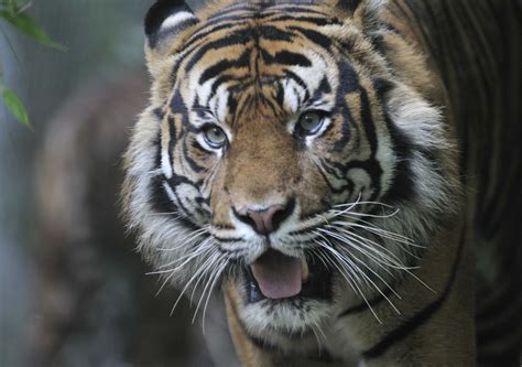 Sumatran tigers / Sumatra-Tiger (Panthera tigris sumatrae)… | Flickr