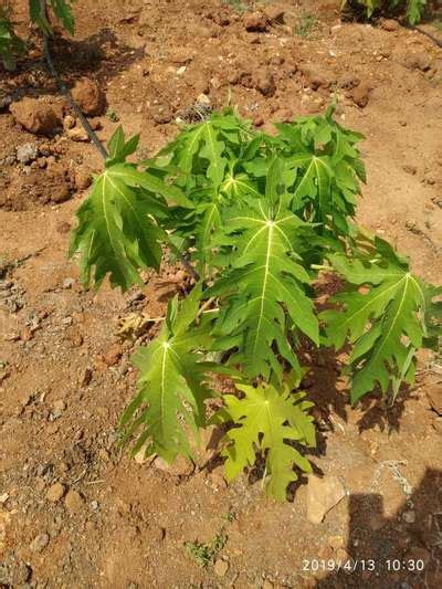 Papaya Red Lady Variety 25 Months After Plantation Community Plantix