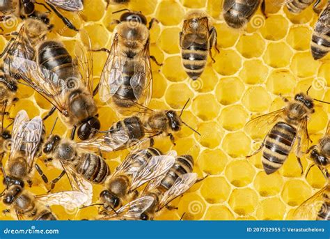 Big Drone Bees Male Honey Bee And Bee Workers Stock Image Image Of