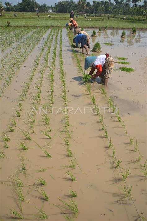 Sistem Tanam Padi Antara Foto