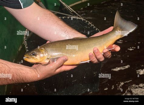 Arctic Charr Uk Hi Res Stock Photography And Images Alamy