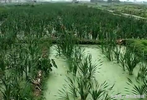 稻田不種水稻種「野菜」，畝產2萬以上，種植的人還很少 每日頭條