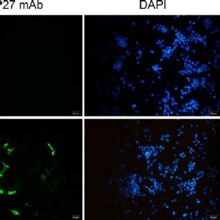 Immunofluorescence Assay For Expression And Intracellular Localization