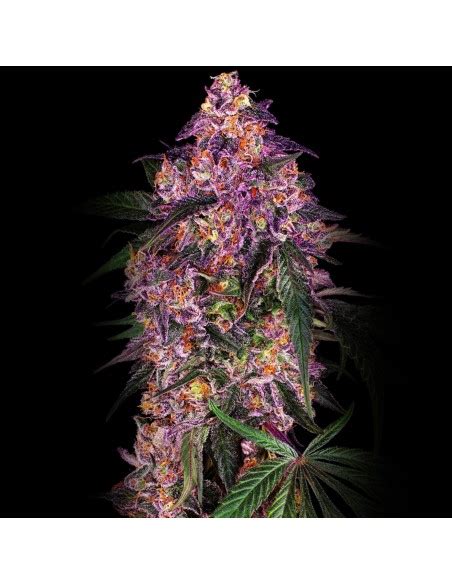 Sensi Purple Kush Feminized Of Sensi Seeds