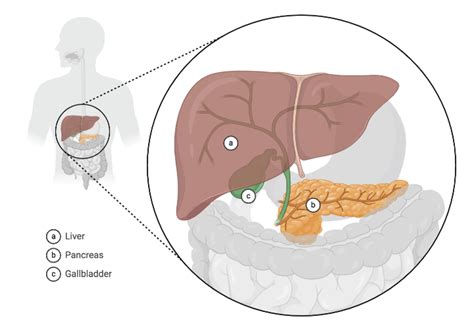 Liver, Pancreas, and Gallbladder | BioRender Science Templates