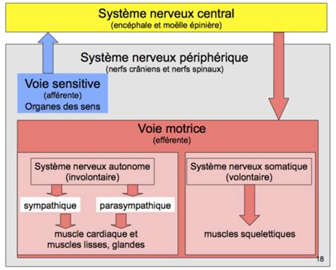 2 1 Le système nerveux Flashcards Quizlet