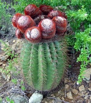 Virgin Islands Native Plants Virgin Islands National Park U S