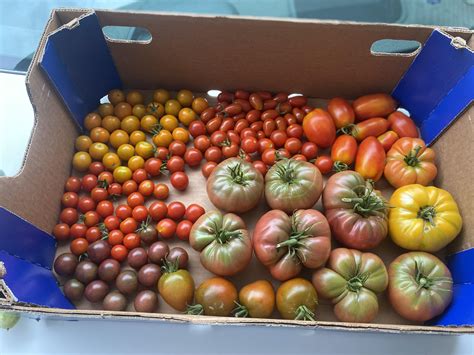 Best Heirloom Varieties/ Best Hybrid Varieties : r/tomatoes
