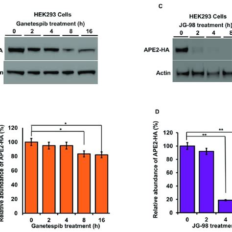 Inhibition Of Hsp Or Hsp Promote A Rapid Reduction In Ape Levels