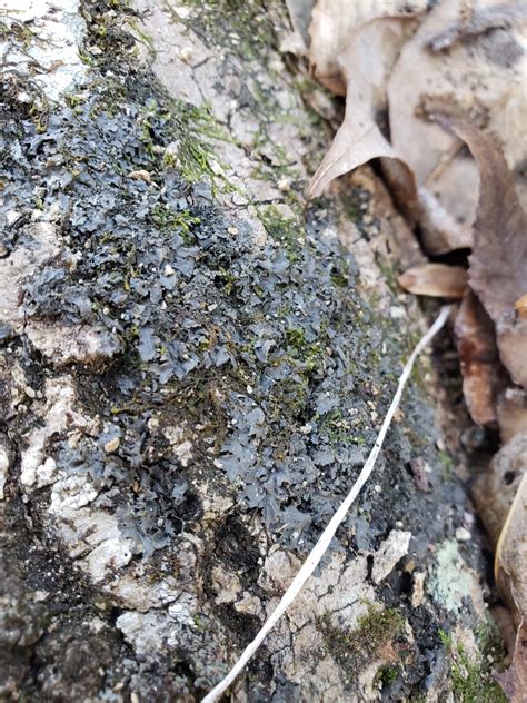 Lichens Of North Carolina