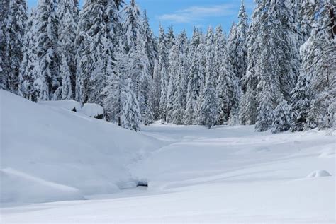 Snowy Clearing Stock Photo Image Of Winter Trees Peaceful 17172020