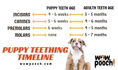 How To Deal With Your Puppy Teething And Nipping Wowpooch