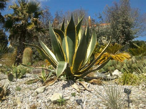 Botanical Gardens Isle Of Wight