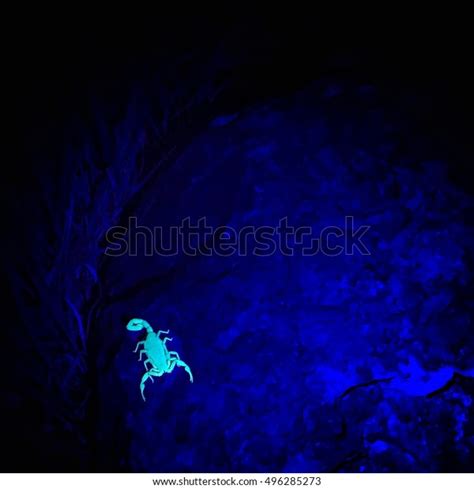 Scorpion Glows Brightly Under Glow Uv Stock Photo (Edit Now) 496285273