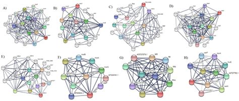 Proteinprotein Interaction Of Protein Using String Database Nodes Of