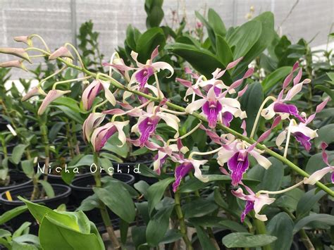 Dendrobium Nicha Princess Twilight