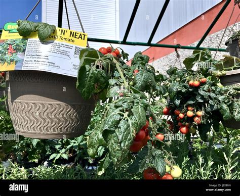 The Home Depot outdoor nursery with garden plant and flowers Stock Photo - Alamy