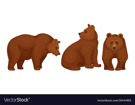 Wild Brown Bear As Forest Habitant Set Royalty Free Vector