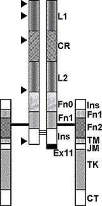 Domain Structure Of The Igf Ir Ir Download Scientific Diagram