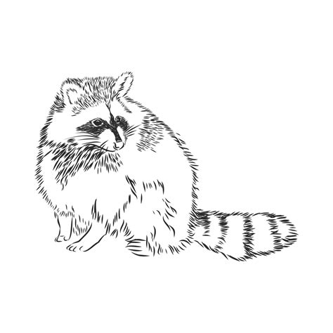 raccoon vector sketch 11094953 Vector Art at Vecteezy