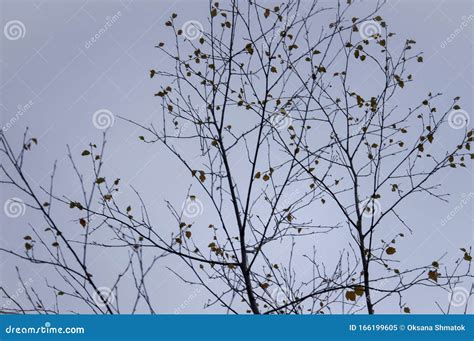 Naked Birch Tree With Rare Small Brown Leaves In The Fall Forest Autumn Background With Dark