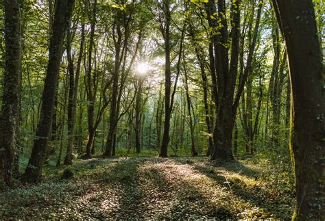 Works To Enhance Biodiversity In Coilltes Forests Co Donegal Coillte