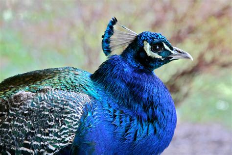 Peacock in the Rain by BrandonRais on DeviantArt