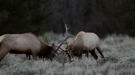 Bull Elk Fighting Videos and HD Footage - Getty Images