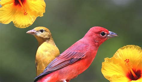 There Are 11 Types Of Red Birds Found In New Jersey Nature Blog Network