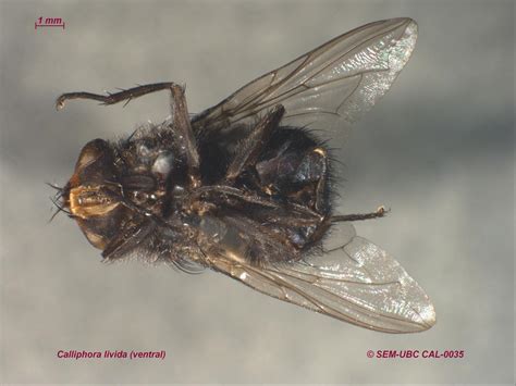 Calliphora